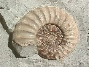 Fossil Collecting for Beginners