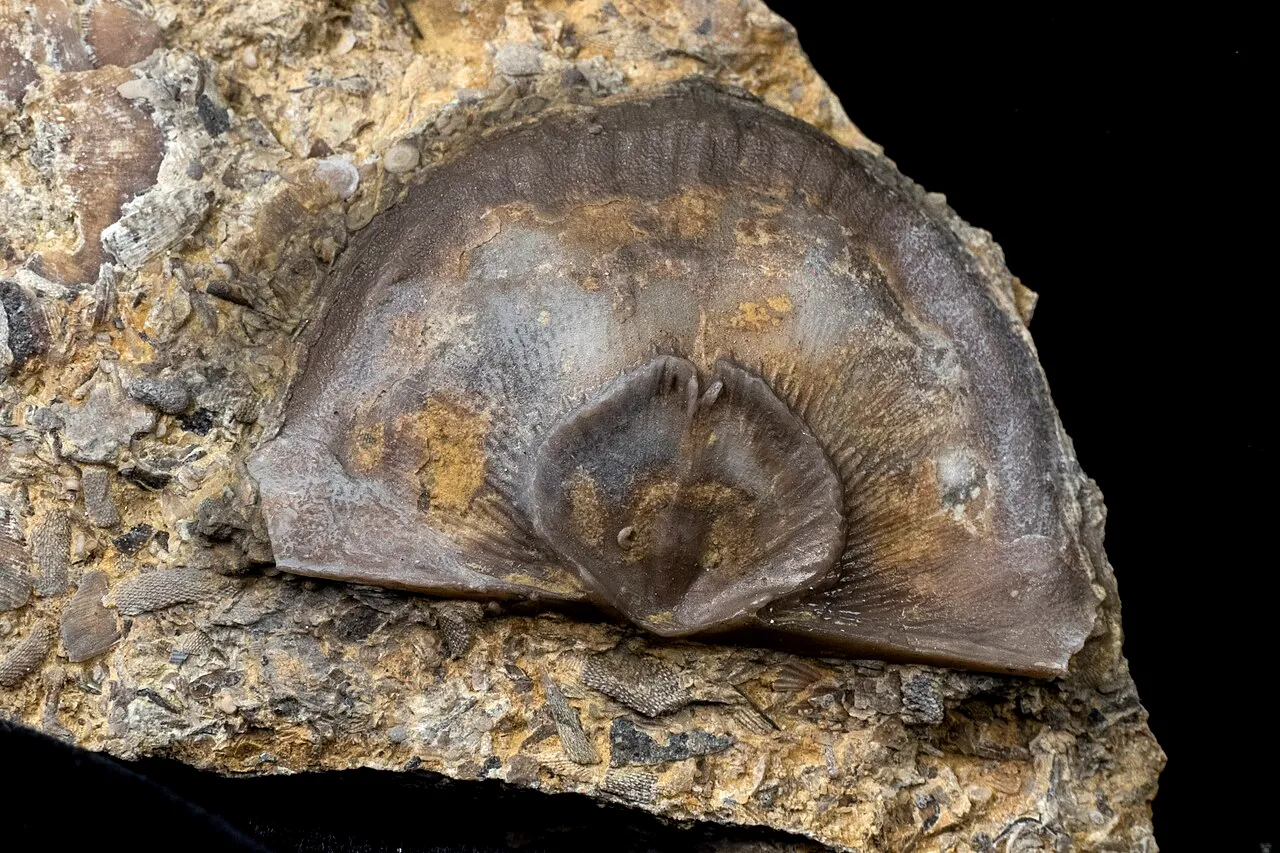 Brachiopods fossil specimen