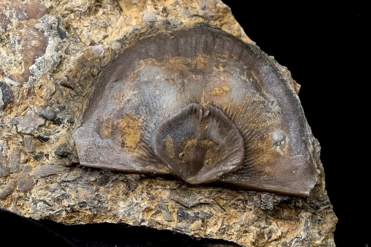 How to Clean Fossils