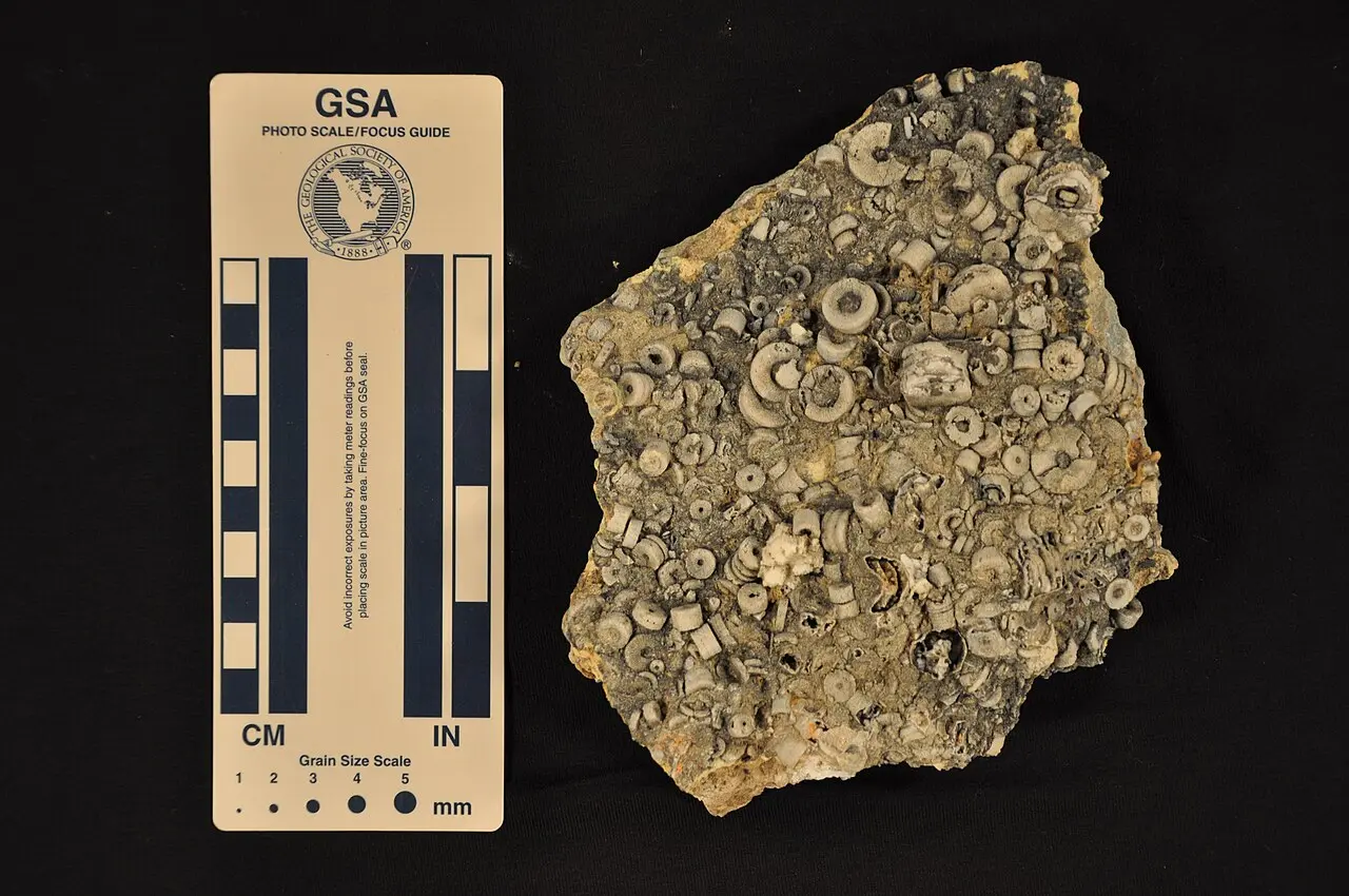 Crinoids fossil specimen