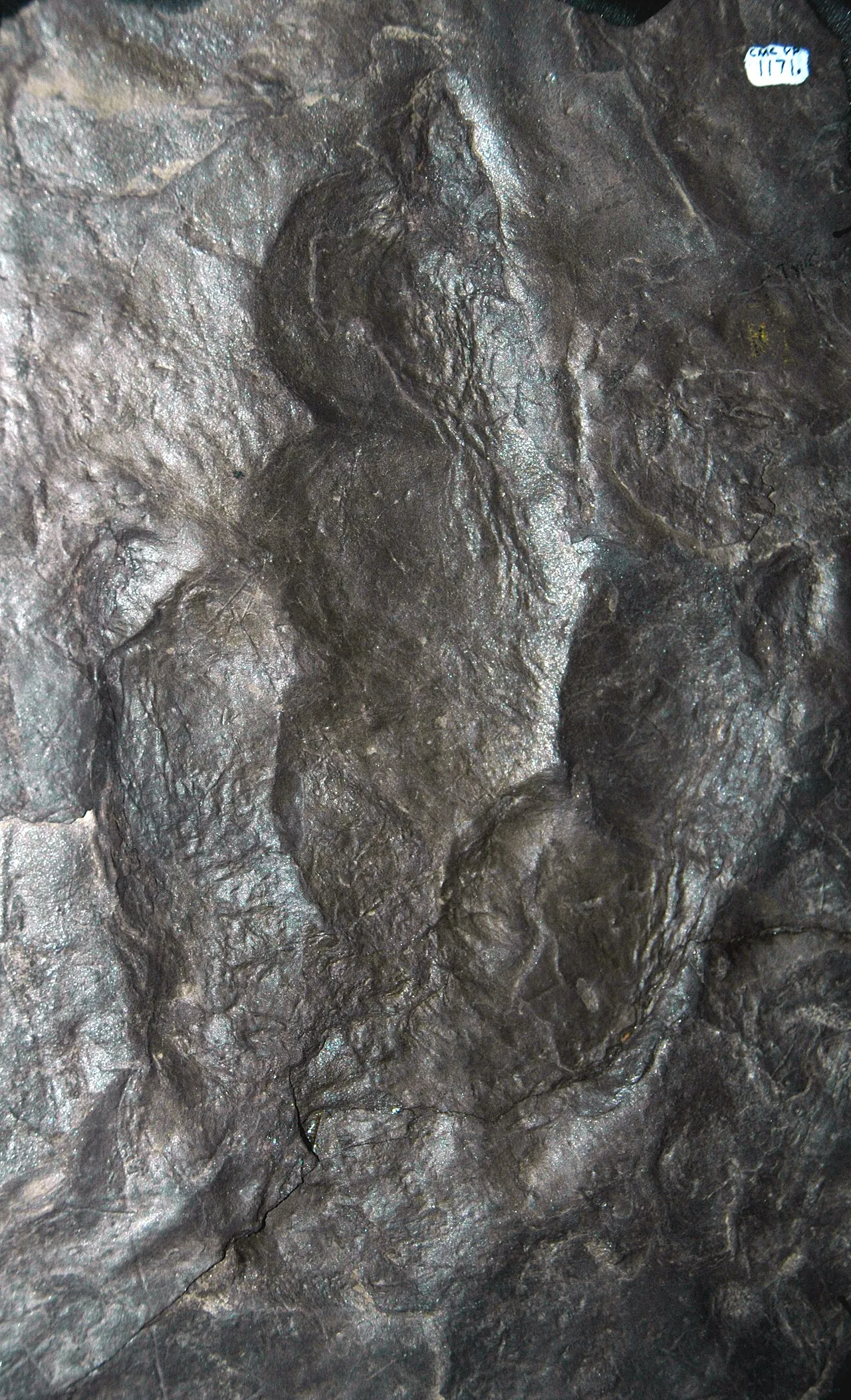 Theropod dinosaur footprint fossil from the Connecticut River Valley