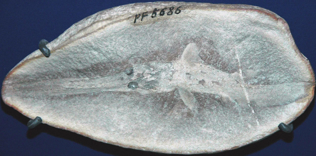 Fossil hunting landscape in Illinois