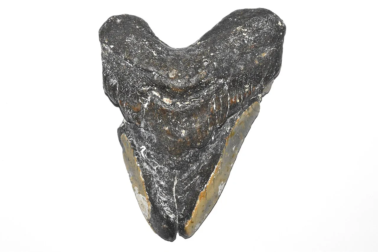 Megalodon shark tooth fossil