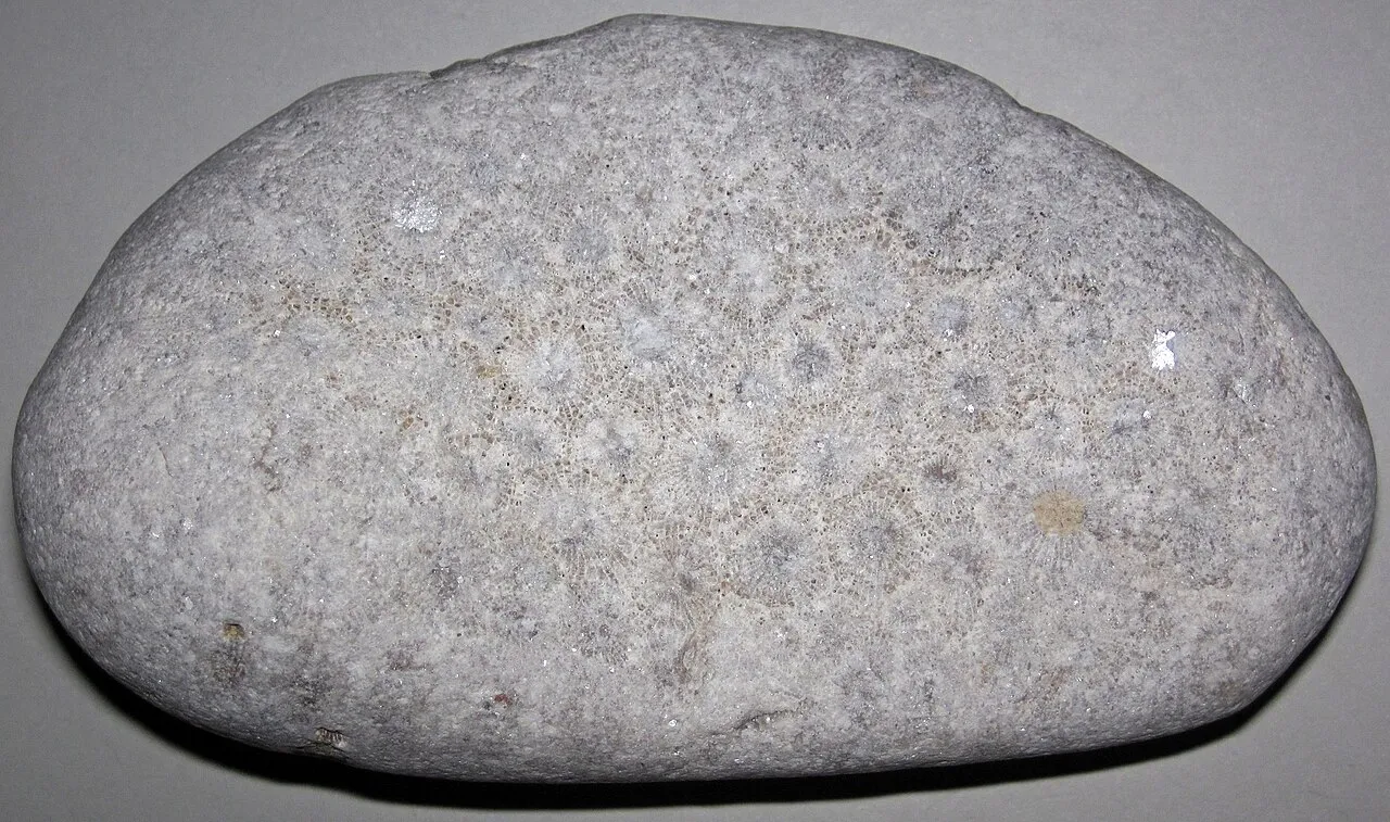 Fossil hunting landscape in Michigan