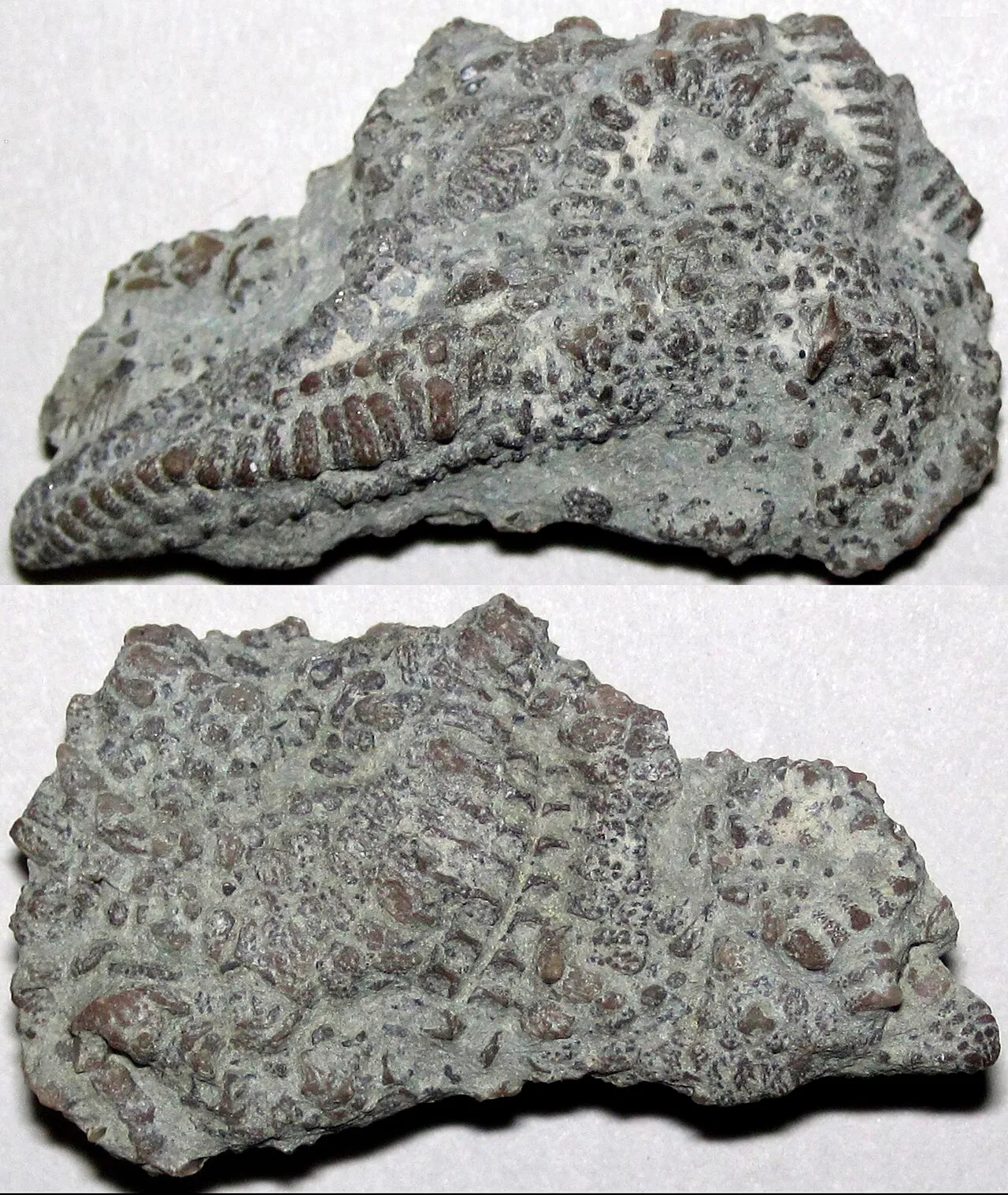Fossil hunting landscape in Ohio