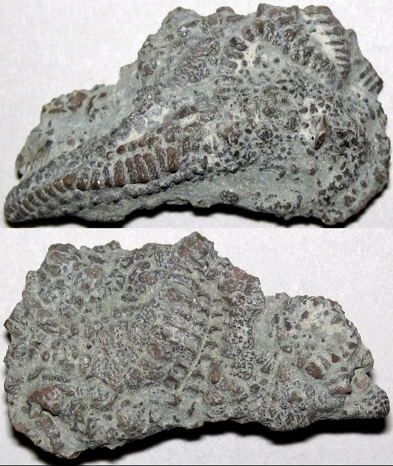 Fossil hunting in Ohio