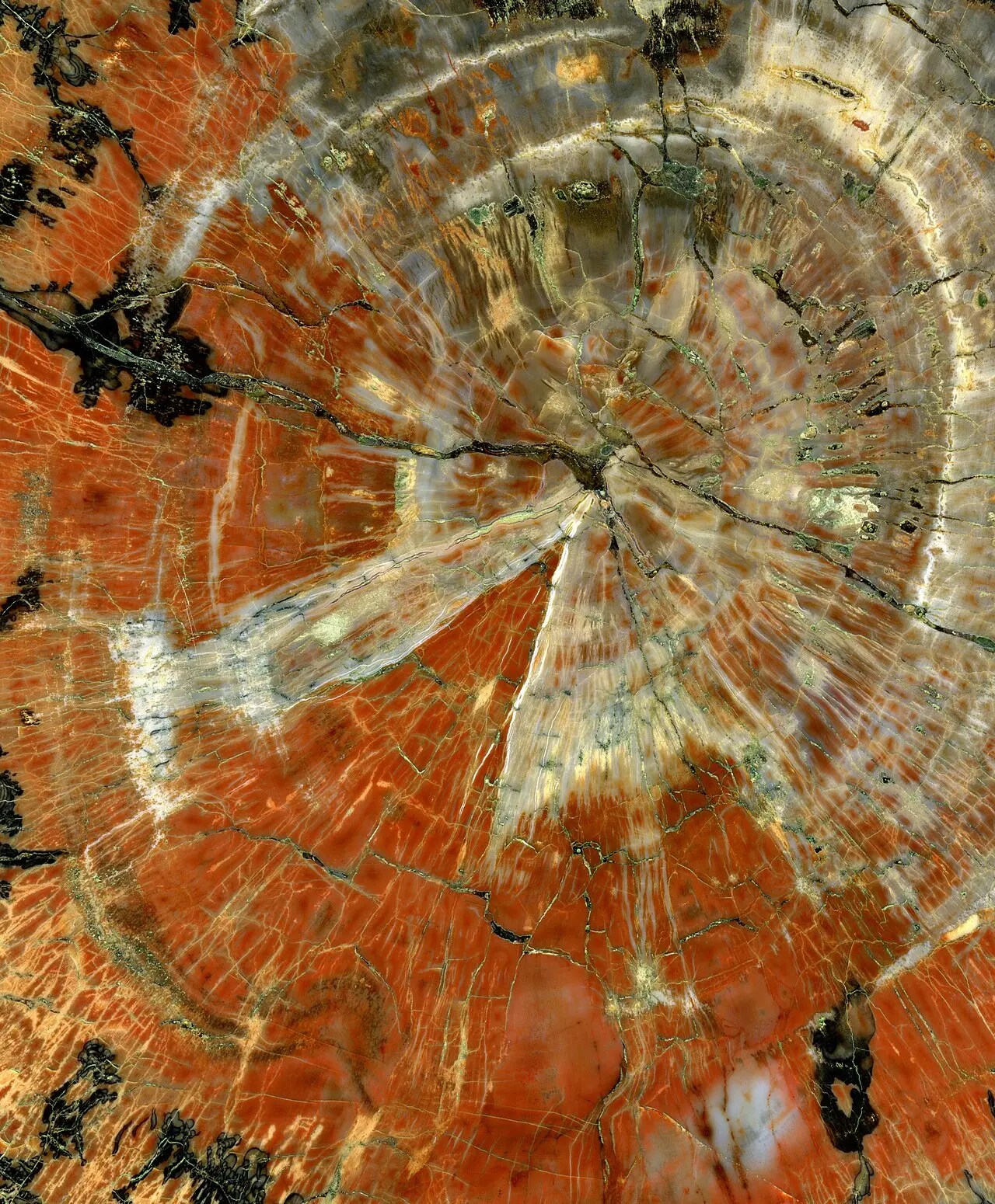 Petrified Wood fossil specimen
