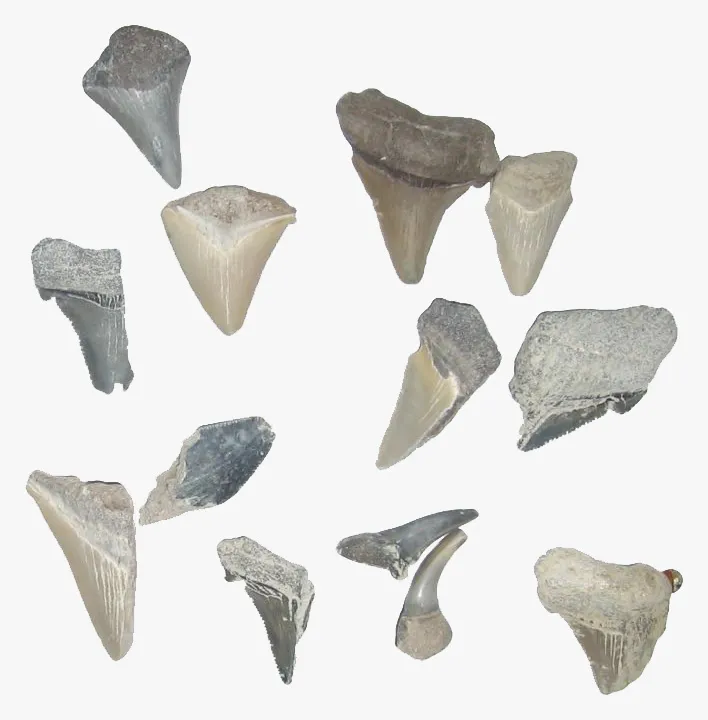 Collection of fossilized shark teeth showing various species