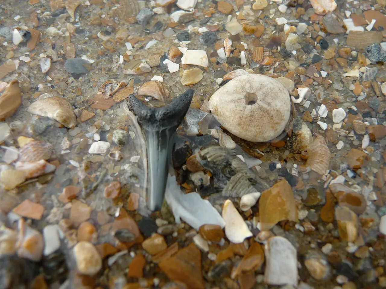 Fossil shark tooth from Lamniformes order