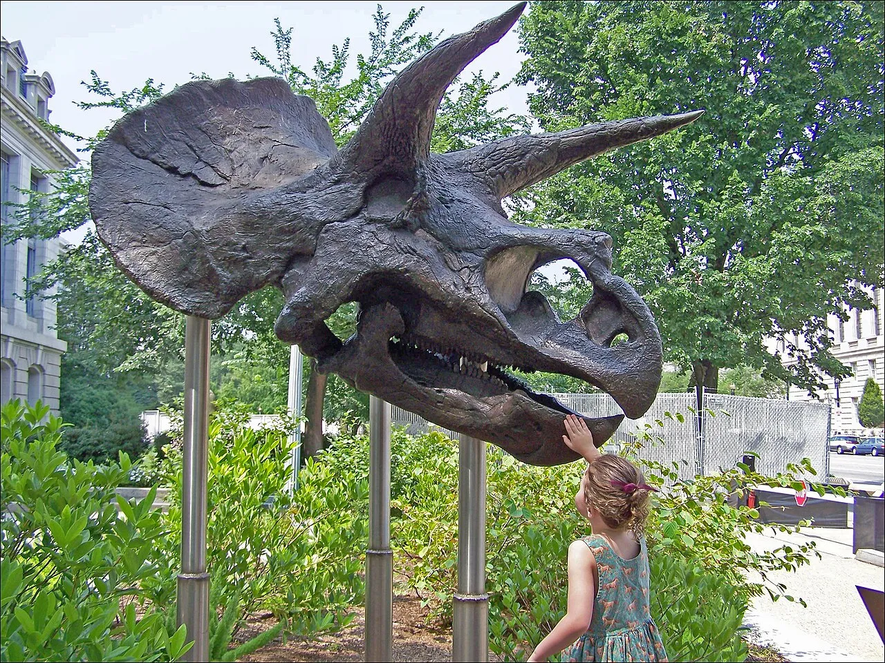 Triceratops skull cast at the Smithsonian