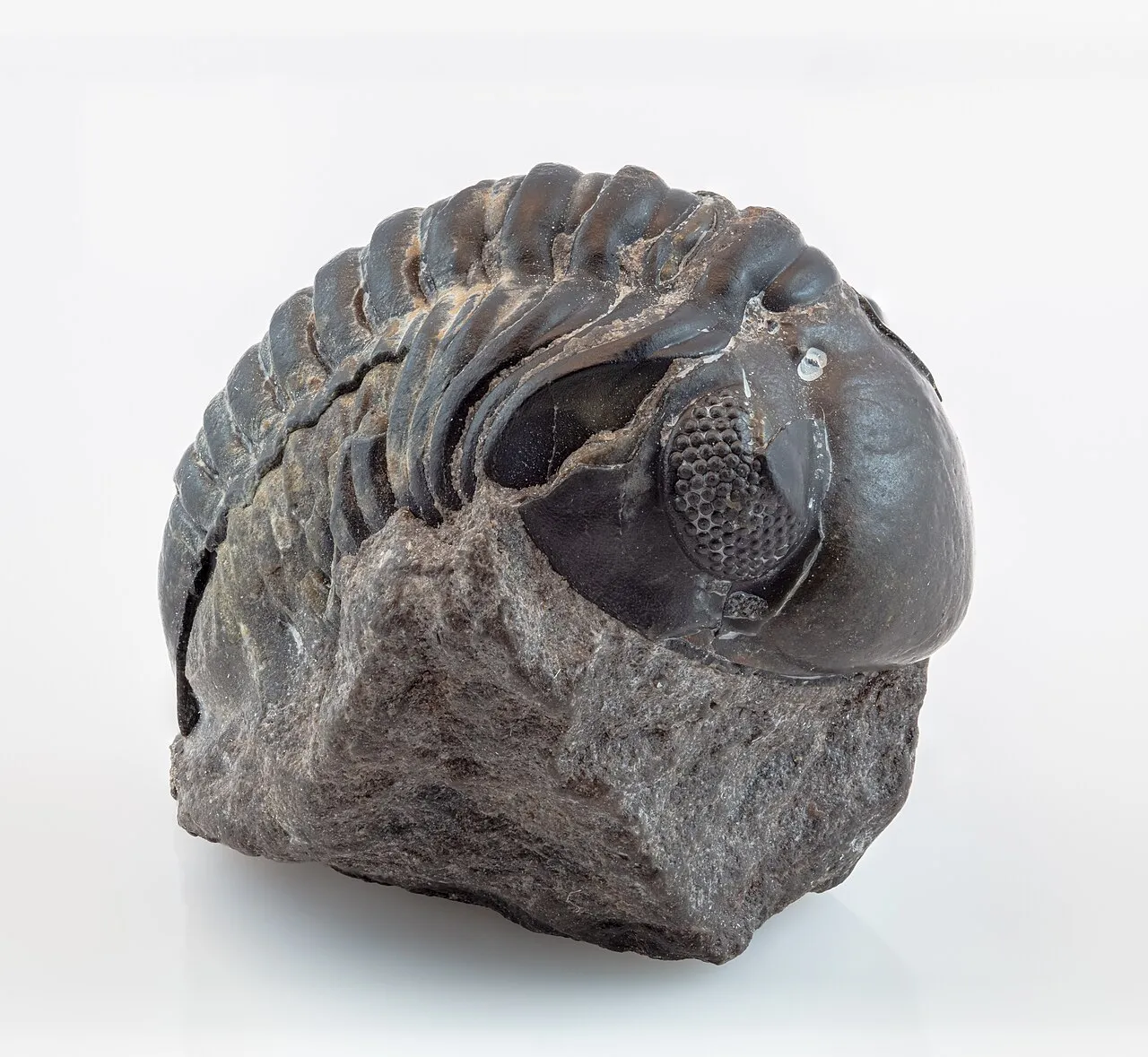 Trilobites fossil reference specimen 1