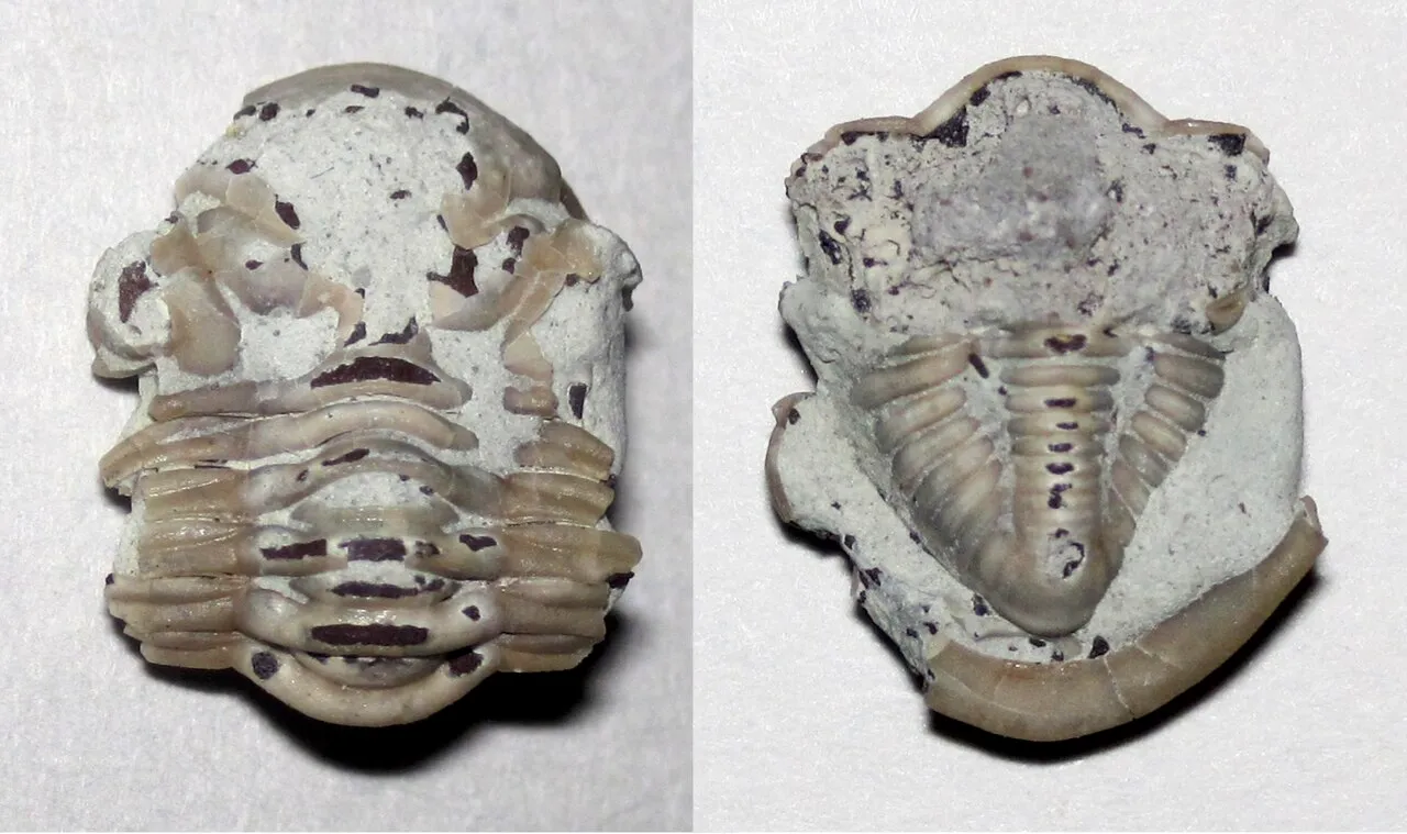 Trilobites fossil reference specimen 2