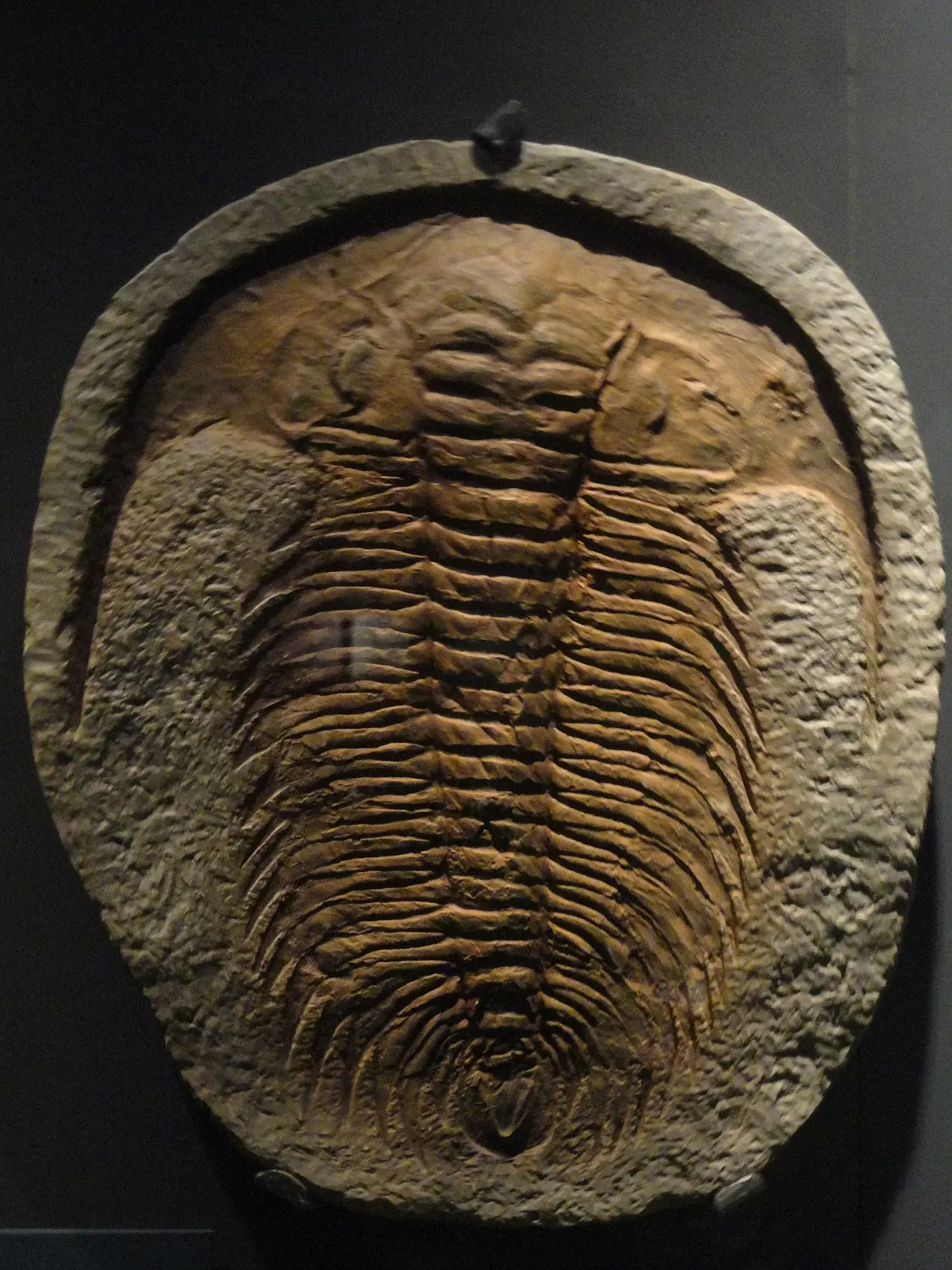 Trilobite Identification