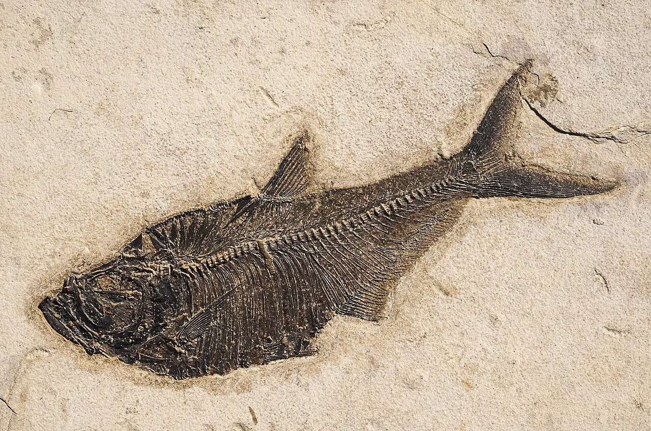 Fossil hunting landscape in Wyoming